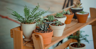 Four Reasons We Should Have Potted Plants in The Office…